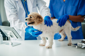 Veterinarian doctor and shih tzu dog at veterinary ambulance.