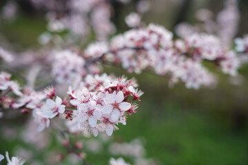Fototapeta premium pink blossom flowers in spring