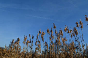 Suche wysokie trawy na tle błękitnego nieba - 590817282