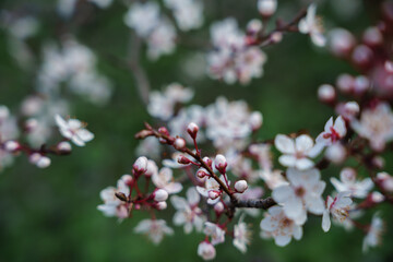 pink blossom flowers in spring