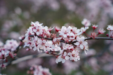 pink blossom flowers in spring