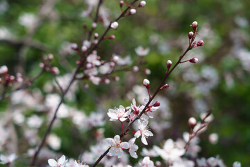 pink blossom flowers in spring