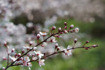 pink blossom flowers in spring