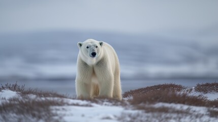 The regal beauty of the Polar Bear