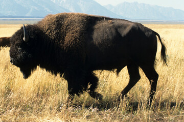 Bison d'Amérique, Parc national du Yellowstone, USA,