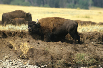 Bison d'Amérique, Parc national du Yellowstone, USA,