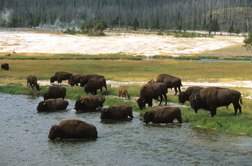 Fototapeta na wymiar Geyser, Bison d'Amérique, Parc national du Yellowstone, USA,
