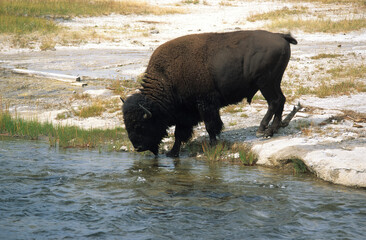 Geyser, Bison d'Amérique, Parc national du Yellowstone, USA,