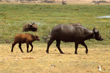 Buffle d'afrique, syncerus caffer