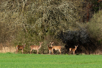 Obraz premium Cerf élaphe, Cervus elaphus, biche, Sologne, Loir et Cher, région Centre Val de Loire, 41, France