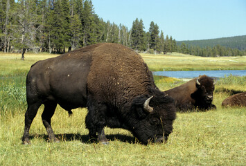 Bison d'Amérique, Parc national du Yellowstone, USA,