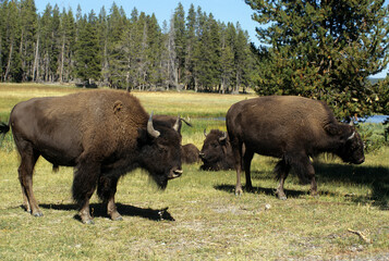 Bison d'Amérique, Parc national du Yellowstone, USA,