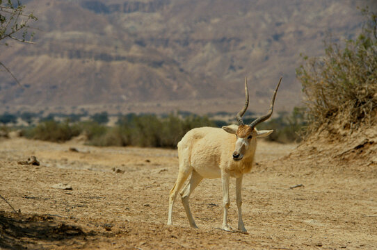 Addax, addax nasomaculatus