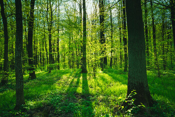 Fototapeta na wymiar Spring green forest and sunlight falling on the trees