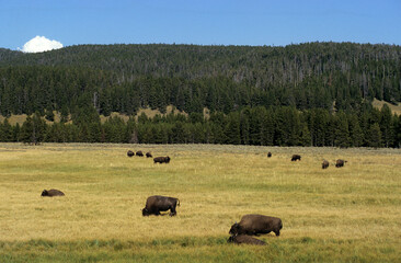 Bison d'Amérique, Parc national du Yellowstone, USA,