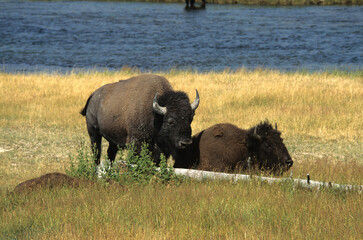 Bison d'Amérique, Parc national du Yellowstone, USA,