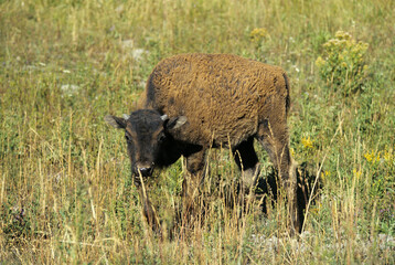 Bison d'Amérique, Parc national du Yellowstone, USA,