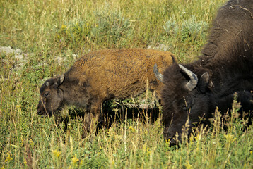 Bison d'Amérique, Parc national du Yellowstone, USA,