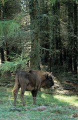Bison d'Europe, bison bonassus, Parc naturel régional de l’Aubrac, Réserve, Sainte Eulalie, 48, Lozere, France