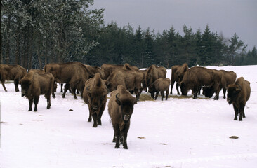 Bison d'Europe, bison bonassus, Parc naturel régional de l’Aubrac, Réserve, Sainte Eulalie, 48, Lozere, France