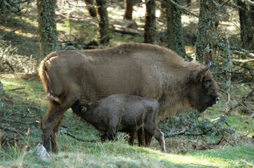 Fototapeta premium Bison d'Europe, bison bonassus, Parc naturel régional de l’Aubrac, Réserve, Sainte Eulalie, 48, Lozere, France