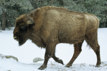 Bison d'Europe, bison bonassus, Parc naturel régional de l’Aubrac, Réserve, Sainte Eulalie, 48, Lozere, France