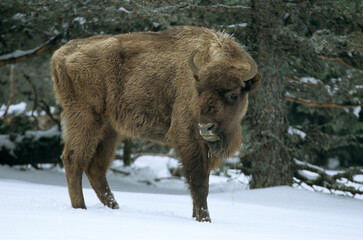 Bison d'Europe, bison bonassus, Parc naturel régional de l’Aubrac, Réserve, Sainte Eulalie, 48, Lozere, France