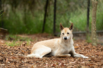 Naklejka na ściany i meble Pale fur dingo laying on the ground in Australia