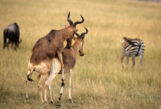 Bubale de Swayne, accouplement, alcelaphus busefalus swaynei, Tanzanie