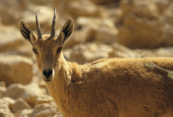 Bouquetin de Nubie, capra ibex nubiana, Désert du Néguev, Israel