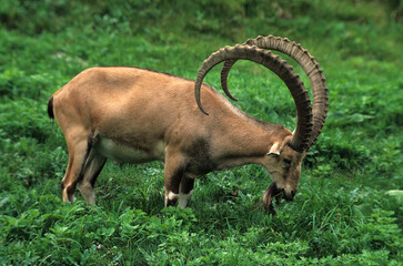 Bouquetin d'Europe, capra hircus ibex