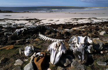 globicéphale commun,  globicéphale noir, Globicephala melas, squelette, Iles Falkland, Malouines