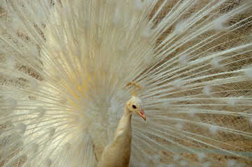 Paon blanc,.Pavo cristatus, Indian Peafowl