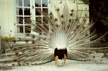 Paon bleu,.Pavo cristatus, Indian Peafowl