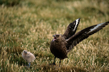 Grand Labbe,jeune, adulte,.Stercorarius skua, Great Skua