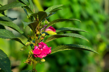 red and yellow flower