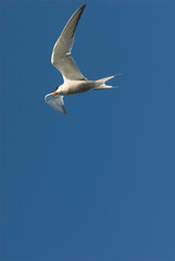 Sterne pierregarin,.Sterna hirundo, Common Tern