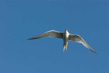 Sterne pierregarin,.Sterna hirundo, Common Tern