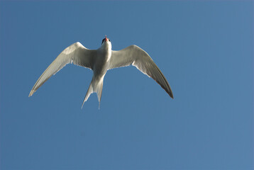 Sterne pierregarin,.Sterna hirundo, Common Tern