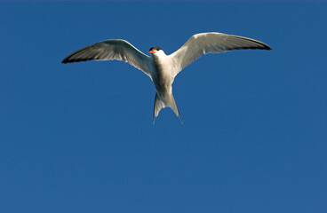 Sterne pierregarin,.Sterna hirundo, Common Tern