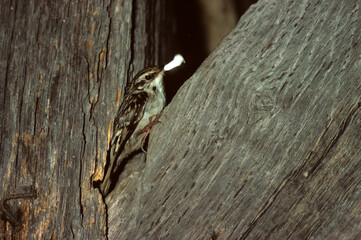 Grimpereau des jardins,.Certhia brachydactyla, Short toed Treecreeper, nid