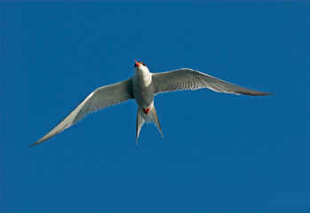 Sterne pierregarin,.Sterna hirundo, Common Tern