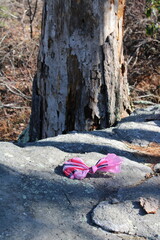 dog poo in plastic bag on trail