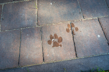 Wet dog paw prints on the pavement stones