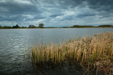 Dry reeds in the lake and cloudy sky, Stankow, Poland