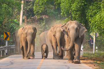 Elephant Conservation Center Lampang Thailand
