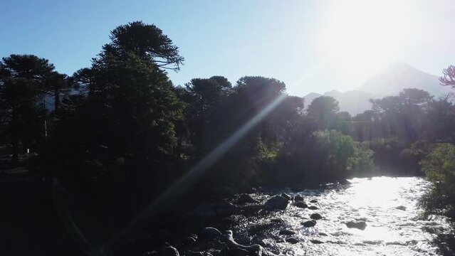 Aerial of Araucaria trees, also evergreen coniferous tree or monkey tail tree, with thick sharp needles, close to Lanin volcano in the border region between Argentina and Chile.
