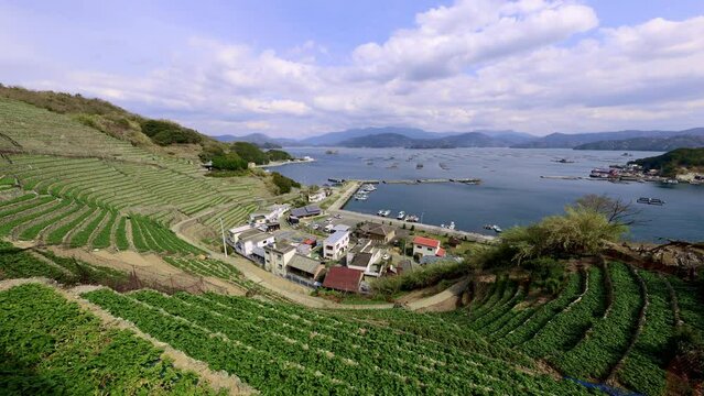 遊子水荷浦の段畑（愛媛県宇和島市）