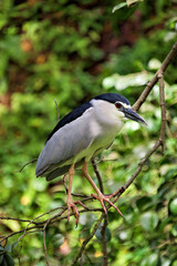 Fototapeta premium Striated heron