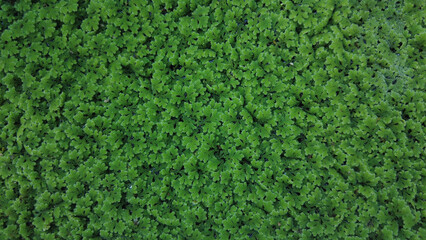 Azolla&nbsp;(mosquito fern) or duckweed fern, green background
